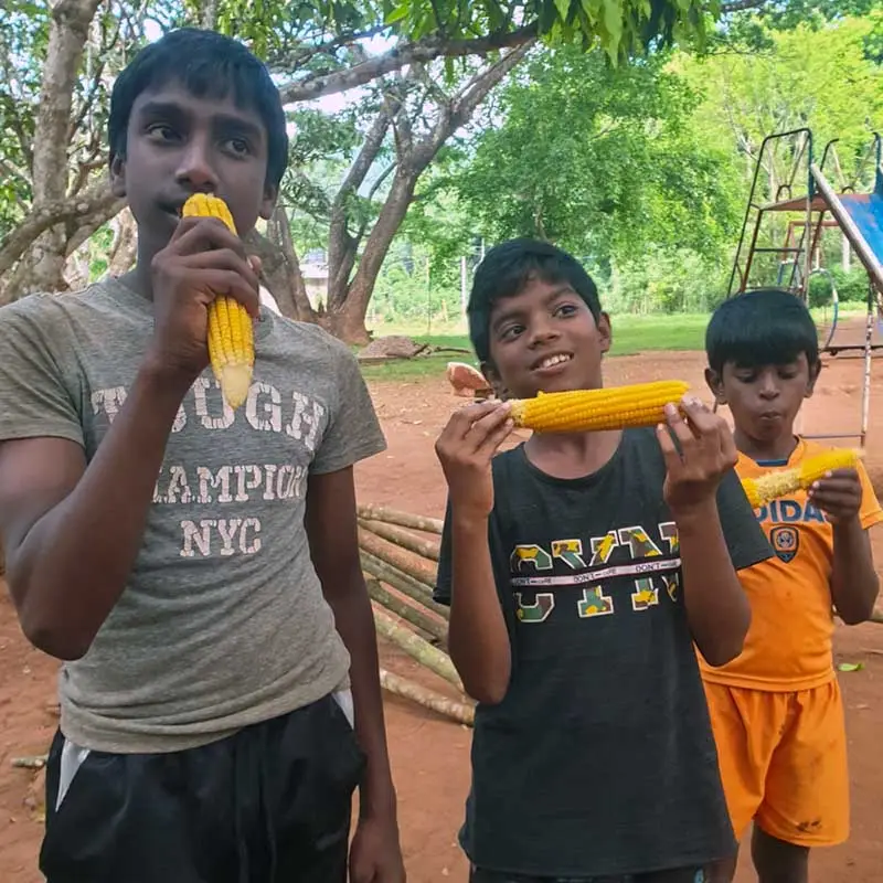 jongens eten maiskolven