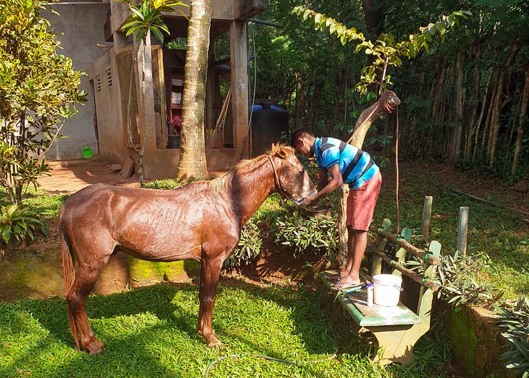 Jongen is het paard aan het wassen